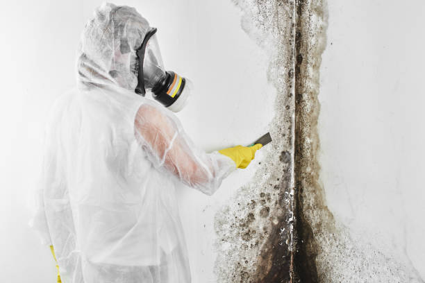 Best Industrial Mold Remediation in Upper Grand Lagoon, FL