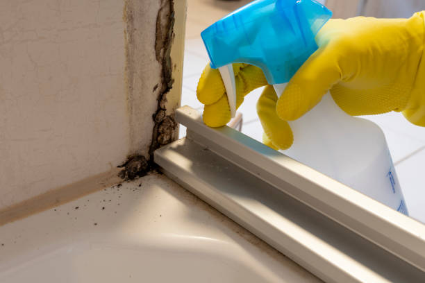 Best Bathroom Mold Remediation in Upper Grand Lagoon, FL