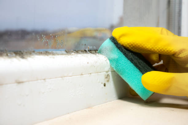 Best Attic Mold Remediation in Upper Grand Lagoon, FL