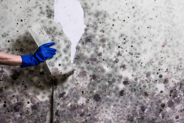 Best DIY Mold Remediation Support Services in Upper Grand Lagoon, FL
