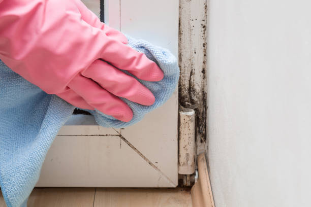 Best Commercial Mold Remediation in Upper Grand Lagoon, FL