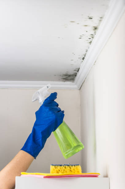 Best Insurance-Related Mold Remediation in Upper Grand Lagoon, FL